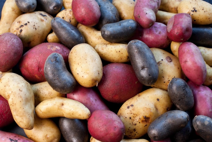 Potatoes with different coloured skins